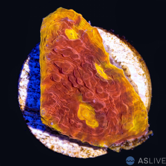 ASL Rainbow Chalice D18 WYSIWYG