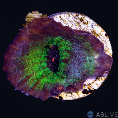 ASL Avatar Chalice D04 WYSIWYG