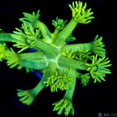 ASL Highlighter A54 WYSIWYG