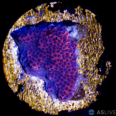 A99 Mystic Sunset Montipora WYSIWYG