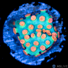 Meteor Shower Cyphastrea A50 WYSIWYG