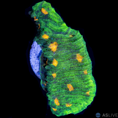 Space Invader Chalice A21 WYSIWYG