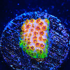 SkittlesBomb Cyphastrea