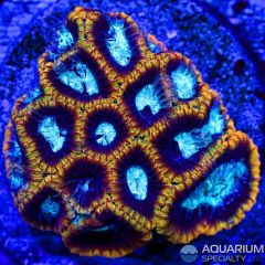 JF Crocodile Hunter Favia