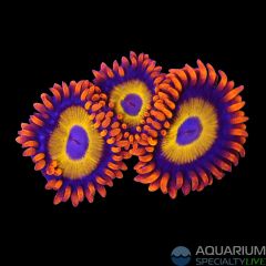 Blue Eyed Blonde Zoanthids