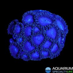 Tubbs Blue Zoanthids