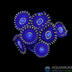 Blue Hornet Zoa