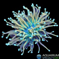 Holy Guacamole Torch 2 (WYSIWYG)