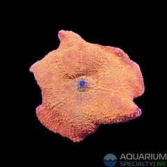 Ultra Ironman Mushroom (WYSIWYG)