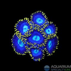 ASL Blue & Gold Zoa