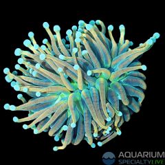 Holy Guacamole Torch (WYSIWYG)