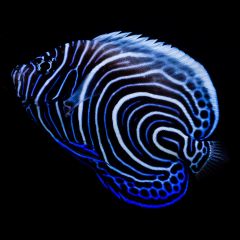 Imperator Angelfish Pomacanthus imperator