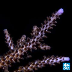 ORA Aquacultured Indo Purple Tip Staghorn (Acropora sp.)