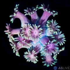 ASL Pink Lemon Tip Goniopora