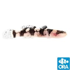 ORA Captive Bred Jaguar Goby