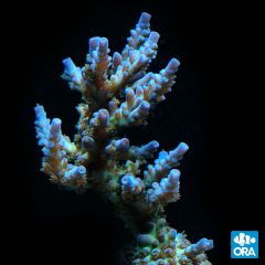 ORA Aquacultured Joe The Coral (Acropora sp.)