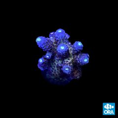 ORA Aquacultured Juicy Grape Acropora