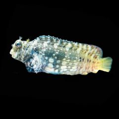 Lawnmower Blenny - Salarias fasciatus