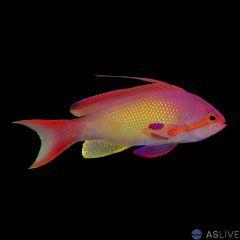 Lyretail Anthias (P. squamipinni) Red Male