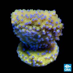 ORA Aquacultured Marshall Island Melonberry Monti