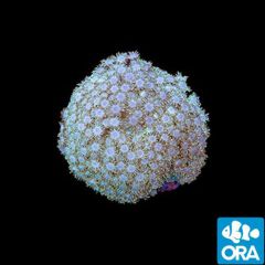 ORA Aquacultured Marshall Island Goniopora