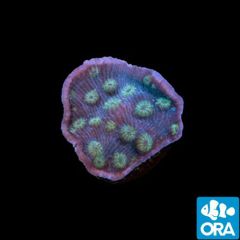 ORA Aquacultured Marshall Island Green Eye Chalice