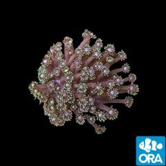 ORA Aquacultured Marshall Island Long Polyp Goni