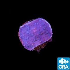 ORA Aquacultured Marshall Island Purple Chalice