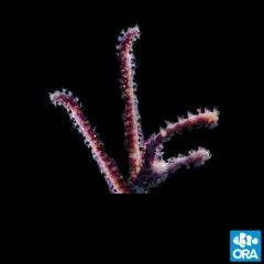 ORA Aquacultured Rumphella Gorgonian