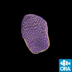 ORA Aquacultured Marshall Island Purple & Yellow Turbinaria