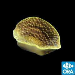 ORA Aquacultured Marshall Island Yellow Turbinaria