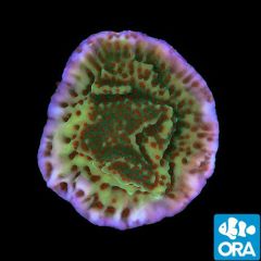 ORA Aquacultured Mind Trick Montipora