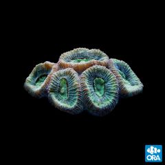 ORA Aquacultured Marshall Island Mint Favites