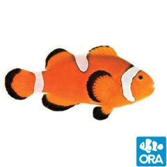ORA Misbar & Extreme Ocellaris Clownfish