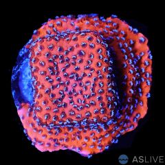 Mystic Sunset Montipora