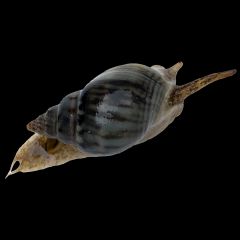 Nassaurius Snail, Nassarius vibex