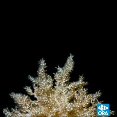 ORA Aquacultured Nephthea