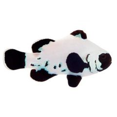 ORA Captive Bred Black Frostbite (Amphiprion ocellaris)