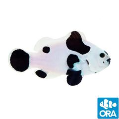 ORA Captive Bred Black Storm (Amphiprion ocellaris)