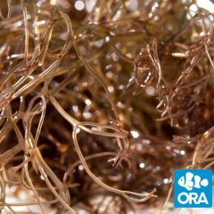 ORA Aquacultured Brown Gracilaria