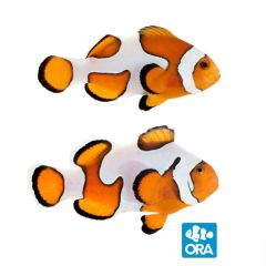 ORA Gladiator Pair (Amphiprion ocellaris)
