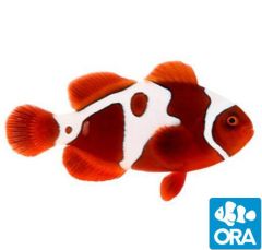 ORA Captive Bred GoldXLightning Maroon (Amphiprion biaculeatus)