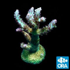 ORA Aquacultured Laura’s Purple Polyp