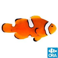 ORA Misbar Percula (Amphiprion percula)