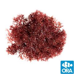 ORA Aquacultured Pom Pom Gracilaria (Gracilaria sp.)
