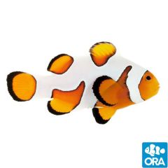ORA Premium Gladiator (Amphiprion ocellaris)