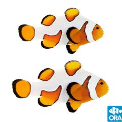ORA Premium Gladiator Pair (Amphiprion ocellaris)