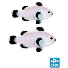 ORA Captive Bred Snow Storm Pair
