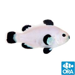 ORA Captive Bred Snow Storm (Amphiprion ocellaris) 