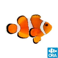 ORA Captive Bred Stubby Ocellaris (Amphiprion ocellaris)